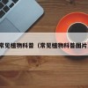 常见植物科普（常见植物科普图片）